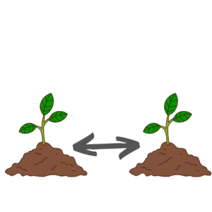 Abstand Etwa 50 cm Pflanzabstand sorgt für genügend Luft und kräftige Pflanzen.