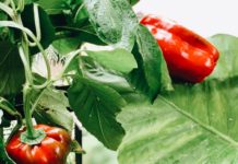 Paprikapflanzen richtig düngen Paprikapflanzen düngen für eine ertragreiche Ernte