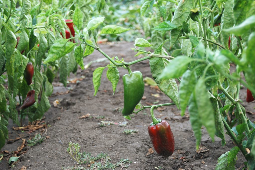 Der richtige Boden für deine Paprikapflanzen