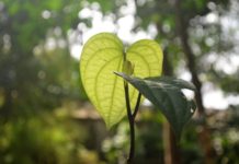 Paprika erfolgreich überwintern So überwinterst du deine Paprikapflanzen