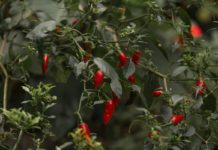 So befreist du deine Paprikapflanze von Lausbefall Paprikapflanzen von Läusen befreien